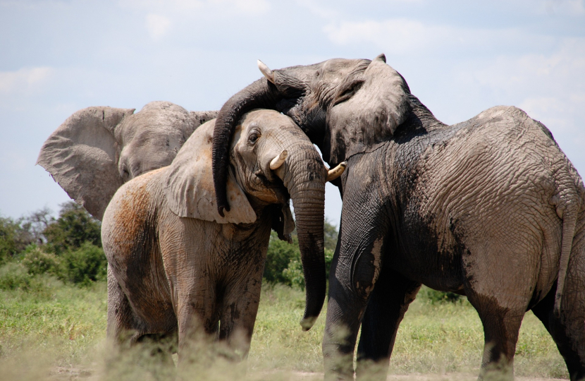 elephants