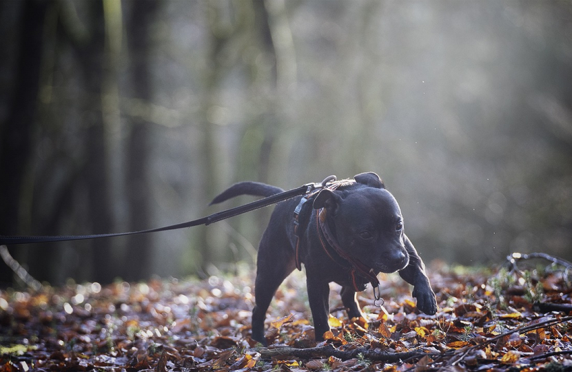 staffie puppy