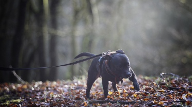 staffie puppy